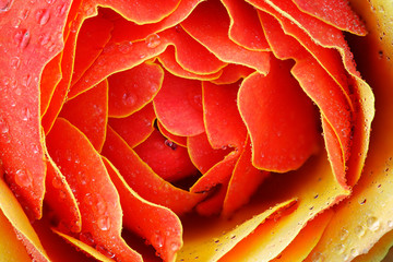 Close-up of a red rose with raindrops revealing its patterns, textures, and details