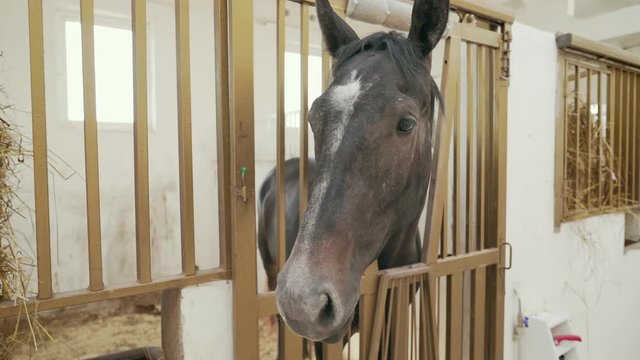 Stallion looking out of stable indoors.