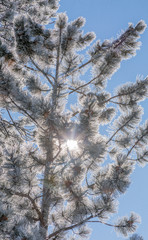 Pine branches in Winter with Snow and Frost