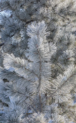 Pine branches in Winter with Snow and Frost