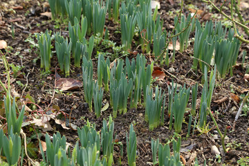 Obraz premium Young spring sprouts of daffodils in the garden