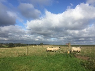 Stratford Sheep