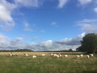 Fototapeta na wymiar Stratford Sheep