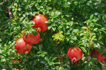 Branches of pomegranate tree with red ripe fruits and green leaves