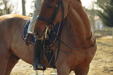 Fototapeta premium woman is giving a sugar to her horse