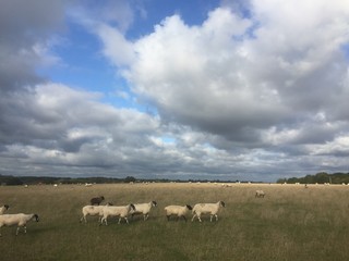 Fototapeta premium Stratford Sheep