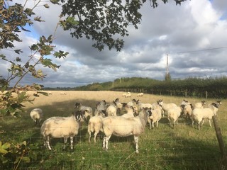 Stratford Sheep