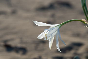 Sea lillies, white Pancratium maritimum on natural sand background