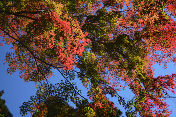 紅葉