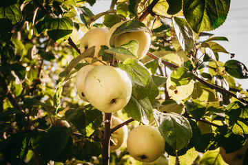 Yellow apples on an Apple tree branch.