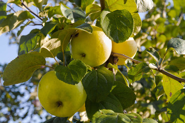 Yellow apples on an Apple tree branch.