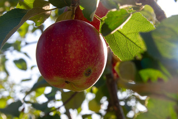 Red apples hanging on the branch of the Apple tree.