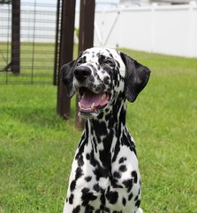 dalmatian