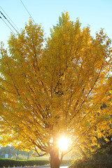 秋の夕暮れのイチョウの木