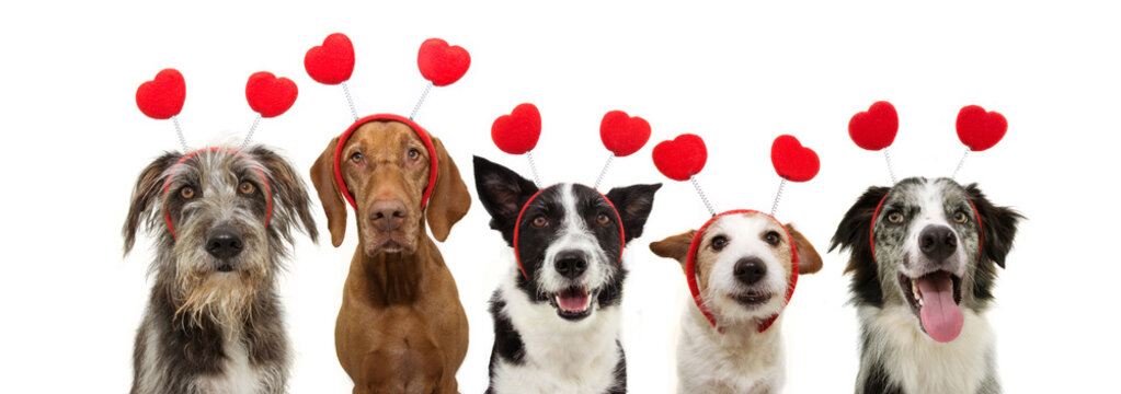  banner five group dogs puppy love celebrating valentine's day with a red heart shape diadem. Isolated on white background.