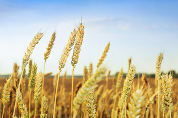 Wheat field. Ears of golden wheat. Beautiful Sunset Landscape. Background of ripening ears. Ripe cereal crop. close up.