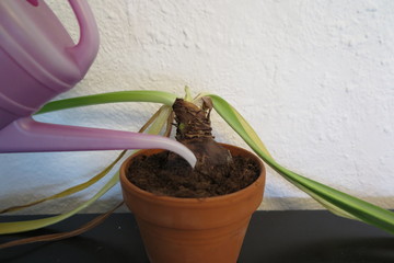 watering amaryllis bulb to rebloom
