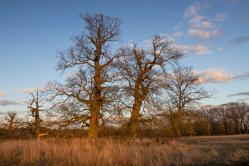 Fototapeta premium clouds over lonely tree in the field at sunset