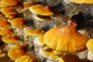 Golden yellow Lingzhi mushroom, Reishi mushroom in mushroom farm. 