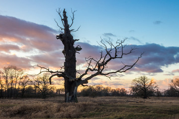 clouds over lonely tree in the field at sunset