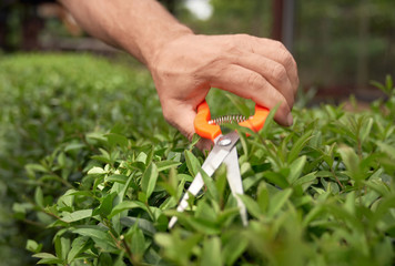 Male hands cutting bushes with small scissors.
