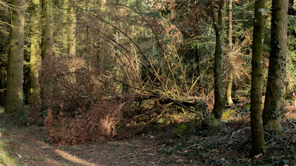 Une forêt en hiver