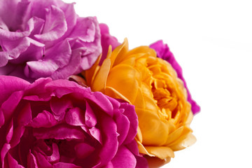 Yellow and pink rose flowers isolated on a white background.