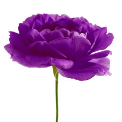 Purple rose flowers isolated on a white background.