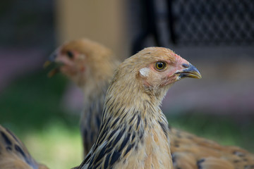 Backyard Chickens