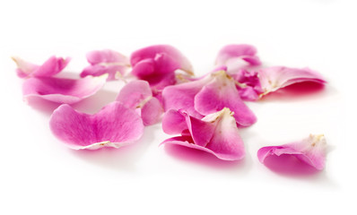 Pink rose petals isolated on a white background