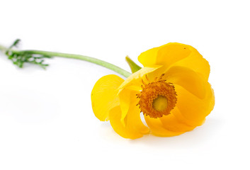 Yellow anemone flower isolated on a white background.