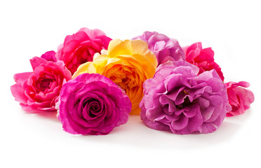 Yellow and pink rose flowers isolated on a white background.
