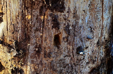 Pine tree wood eroded in wormholes suffers from bark beetle infection