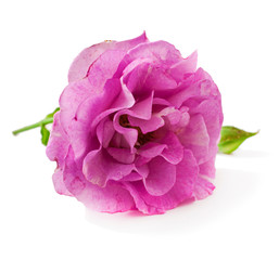 Pink rose flower with a bud isolated on a white background.