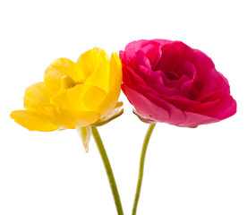 Fototapeta na wymiar Yellow anemone and pink rose flowers isolated on a white background.