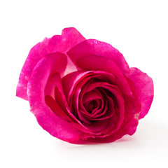 Pink rose flower isolated on a white background.