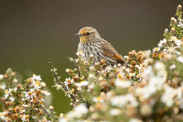 Many-striped canastero (Asthenes flammulata) is a species of bird in the Furnariidae family. 