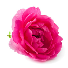 Pink rose flower isolated on a white background.