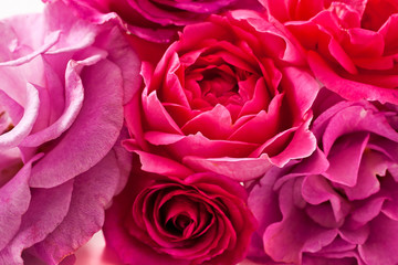 Background of pink rose flowers.