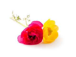 Yellow anemone and pink rose flowers isolated on a white background.