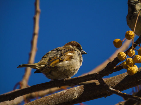 p&aacute;jaro chilero