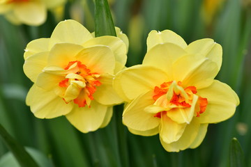 Gelbe Narzissen auf grünem Hintergrund