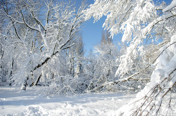 A lot of snow on trees in a sunny day, nature after snow storm