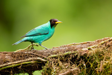 Green honeycreeper (Chlorophanes spiza) is a small bird in the tanager family. It is found in the tropical New World from southern Mexico south to Brazil, and on Trinidad.