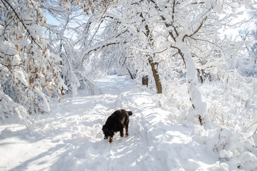 A lot of snow on trees in a sunny day, nature after snow storm