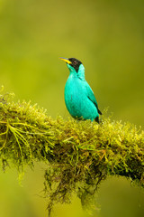 Green honeycreeper (Chlorophanes spiza) is a small bird in the tanager family. It is found in the tropical New World from southern Mexico south to Brazil, and on Trinidad.
