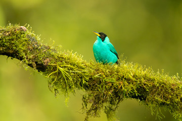 Green honeycreeper (Chlorophanes spiza) is a small bird in the tanager family. It is found in the tropical New World from southern Mexico south to Brazil, and on Trinidad.