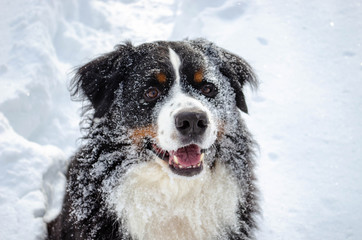 bernese mountain dog walking on winter snowy weather. dog's head and big nose with a lot of snow