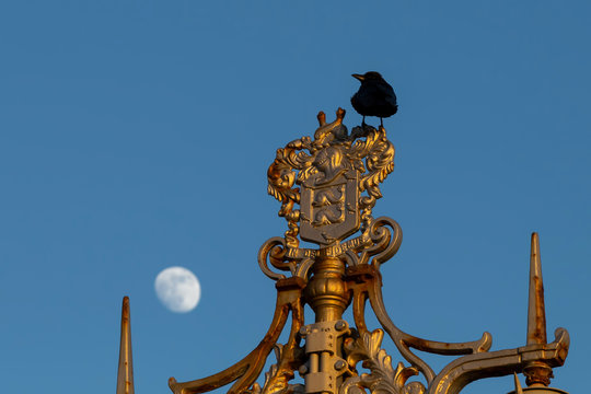 black bird sitting on ornate lamp post in Brighton with the moon as  a backdrop
