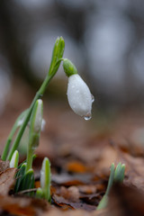 Snowdrop in the forest on a blurred background